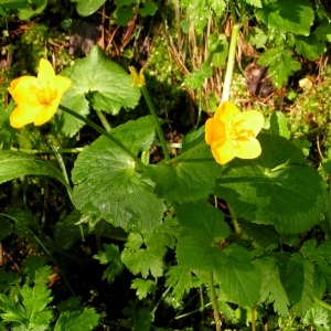 Photographie n°69764 du taxon Caltha palustris L.