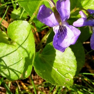 Photographie n°69772 du taxon Viola pyrenaica Ramond ex DC. [1805]