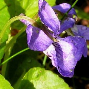Photographie n°69773 du taxon Viola pyrenaica Ramond ex DC. [1805]