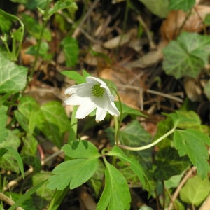 Photographie n°69776 du taxon Anemone nemorosa L. [1753]