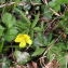  Andrine Faure - Anemone ranunculoides L. [1753]