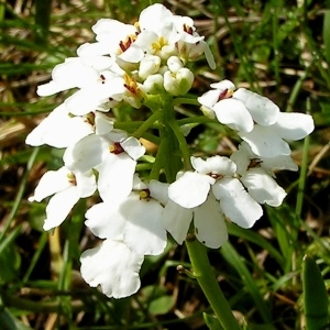 Photographie n°69788 du taxon Iberis sempervirens L. [1753]