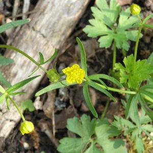 Ranunculus variifolius Salisb. (Renoncule à têtes d'or)