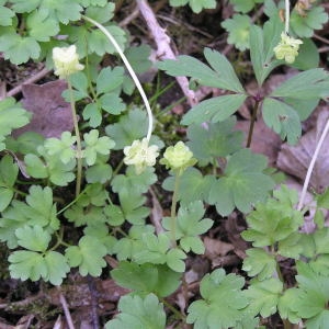 Photographie n°69794 du taxon Adoxa moschatellina L. [1753]