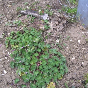 Photographie n°69801 du taxon Geranium molle L. [1753]