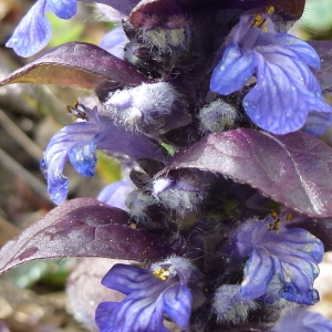 Photographie n°69824 du taxon Ajuga reptans L. [1753]