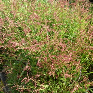 Photographie n°69830 du taxon Rumex acetosella L. [1753]