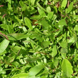 Photographie n°69831 du taxon Rumex acetosella L. [1753]