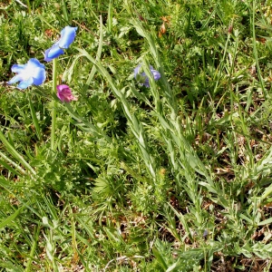 Alain Bigou, le 12 juin 2005 (Eyne (Vallée d'Eyne))