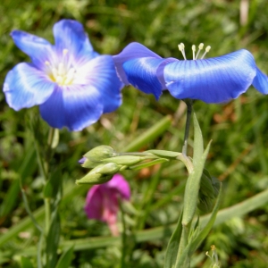 Alain Bigou, le 12 juin 2005 (Eyne (Vallée d'Eyne))