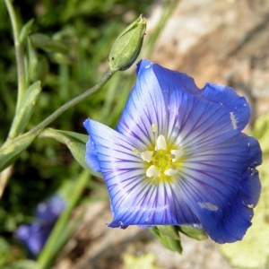 Photographie n°69835 du taxon Linum alpinum Jacq. [1762]