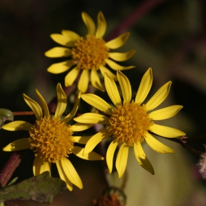 Photographie n°69836 du taxon Senecio erraticus Bertol. [1810]