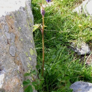 Photographie n°69847 du taxon Aquilegia pyrenaica subsp. pyrenaica