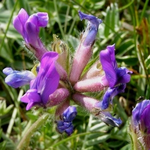 Oxytropis neglecta Ten. (Oxytropis des Pyrénées)