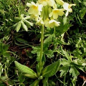 Photographie n°69852 du taxon Primula elatior (L.) Hill