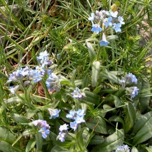 Photographie n°69853 du taxon Myosotis alpestris F.W.Schmidt [1794]