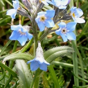 Photographie n°69854 du taxon Myosotis alpestris F.W.Schmidt [1794]