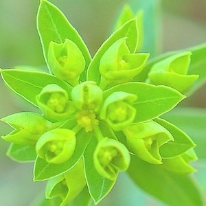 Euphorbia epithymoides var. verrucosa Fiori (Euphorbe verruqueuse)