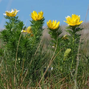 Photographie n°69871 du taxon Adonis vernalis L. [1753]