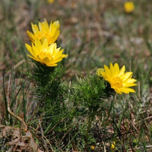 Photographie n°69872 du taxon Adonis vernalis L. [1753]