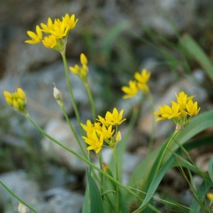 Molyza moly (L.) Salisb. (Ail d'Espagne)