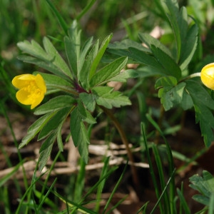 Photographie n°69878 du taxon Anemone ranunculoides L. [1753]