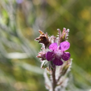 Photographie n°69892 du taxon Anchusa italica Retz. [1779]