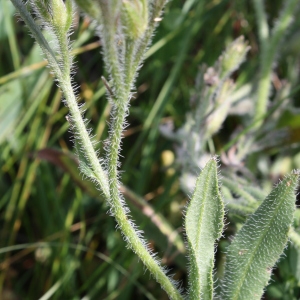 Photographie n°69893 du taxon Anchusa italica Retz. [1779]