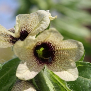 Photographie n°69895 du taxon Hyoscyamus niger L. [1753]