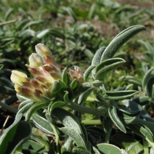 Photographie n°69908 du taxon Anthyllis vulneraria L. [1753]