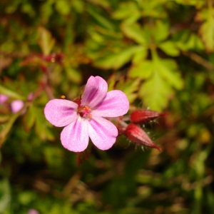 Photographie n°69942 du taxon Geranium robertianum L. [1753]