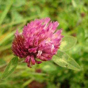 Photographie n°69945 du taxon Trifolium pratense L. [1753]