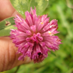 Photographie n°69949 du taxon Trifolium pratense L. [1753]