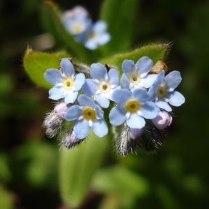 Photographie n°69963 du taxon Myosotis arvensis (L.) Hill [1764]