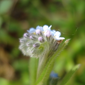 Photographie n°69965 du taxon Myosotis arvensis (L.) Hill [1764]