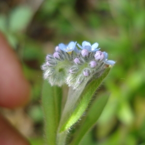 Photographie n°69966 du taxon Myosotis arvensis (L.) Hill [1764]