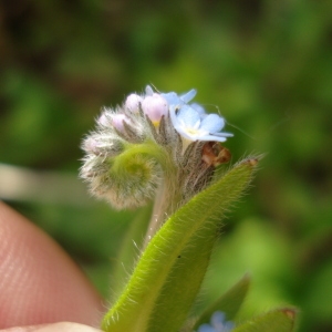 Photographie n°69967 du taxon Myosotis arvensis (L.) Hill [1764]