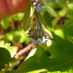 Photographie n°69969 du taxon Myosotis arvensis (L.) Hill [1764]