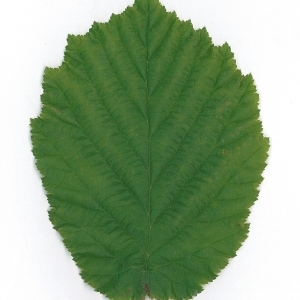 Photographie n°70025 du taxon Corylus avellana L. [1753]