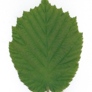 Photographie n°70026 du taxon Corylus avellana L. [1753]