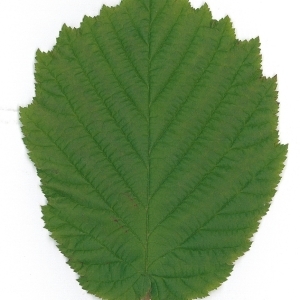 Photographie n°70027 du taxon Corylus avellana L. [1753]