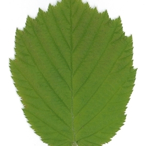 Photographie n°70028 du taxon Corylus avellana L. [1753]