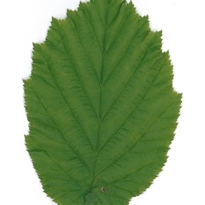 Photographie n°70029 du taxon Corylus avellana L. [1753]