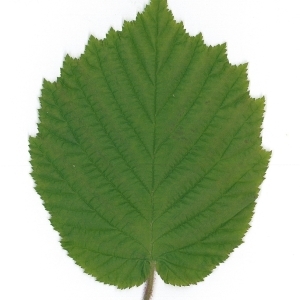 Photographie n°70030 du taxon Corylus avellana L. [1753]