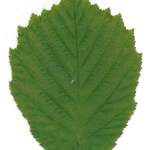 Photographie n°70031 du taxon Corylus avellana L. [1753]