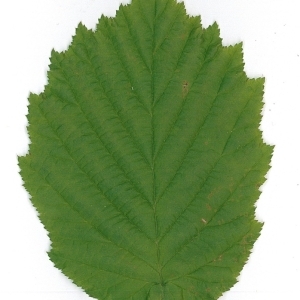 Photographie n°70034 du taxon Corylus avellana L. [1753]
