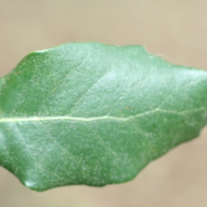 Photographie n°70072 du taxon Quercus ilex L. [1753]