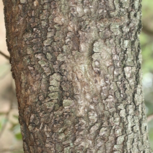 Photographie n°70077 du taxon Quercus ilex L. [1753]