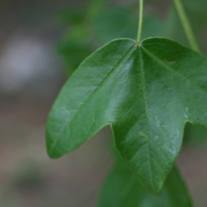 Photographie n°70081 du taxon Acer monspessulanum L. [1753]