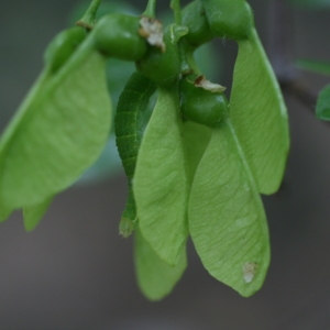 Photographie n°70082 du taxon Acer monspessulanum L. [1753]